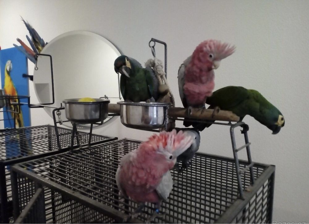 Говорящие ручные попугаи