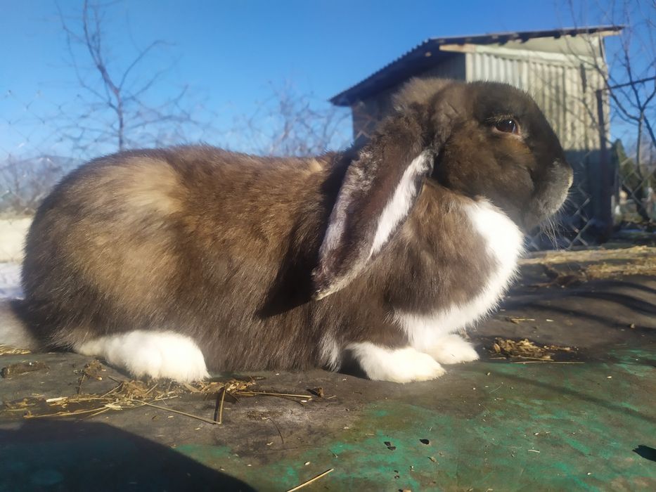 Кріль Французькій баран