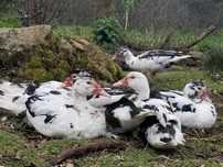 Patos Mudos Adultos