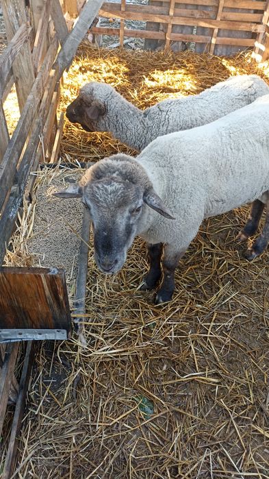 Vendo carneiro cruzado de sulffok