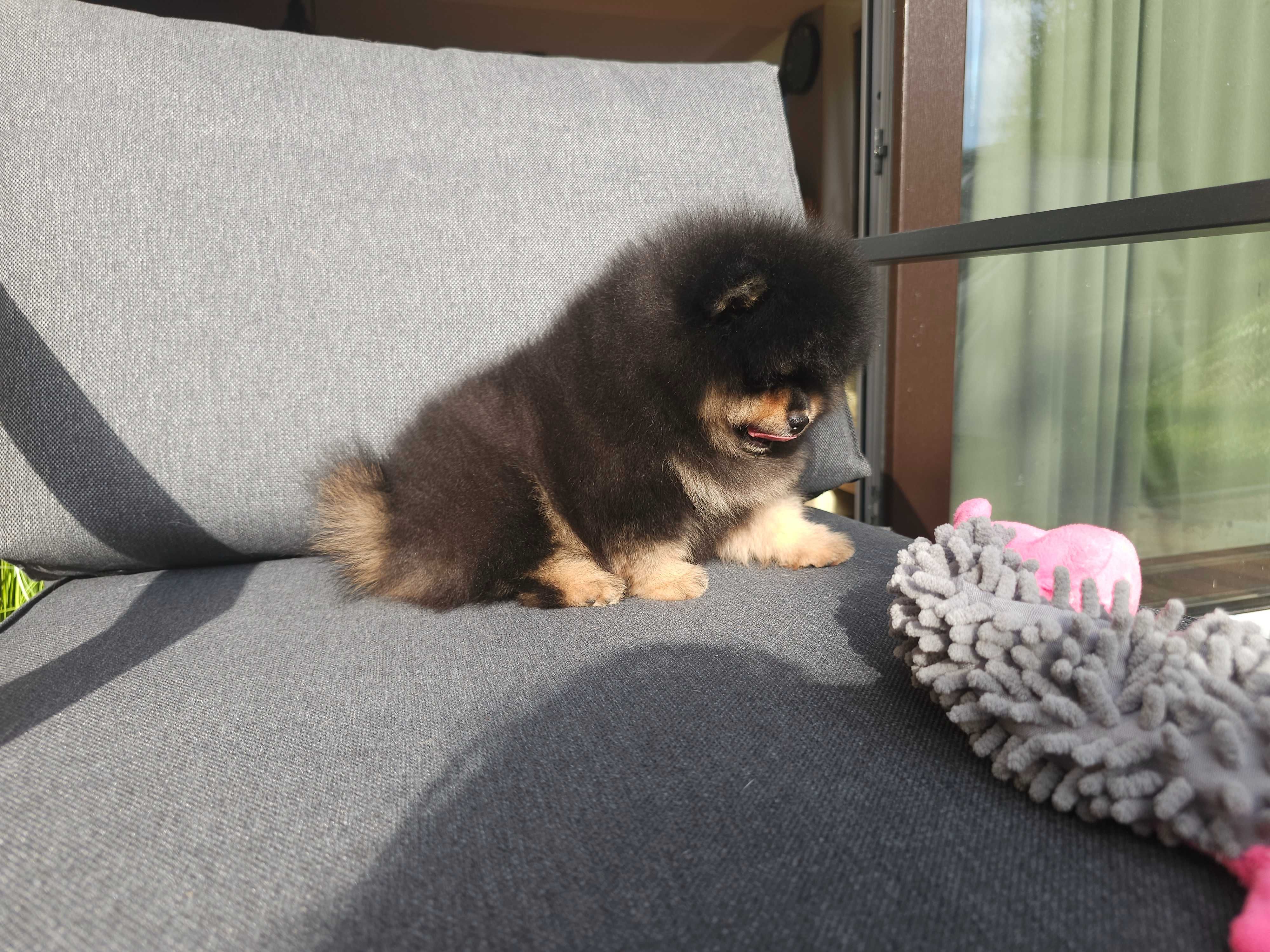 Cudowna dziewczynka black-tan
