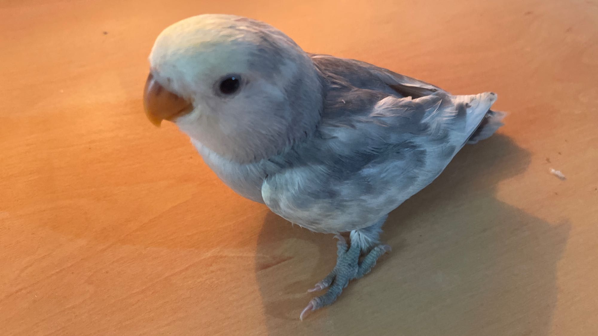 3 Agapornis roseicollis a serem criados a mão