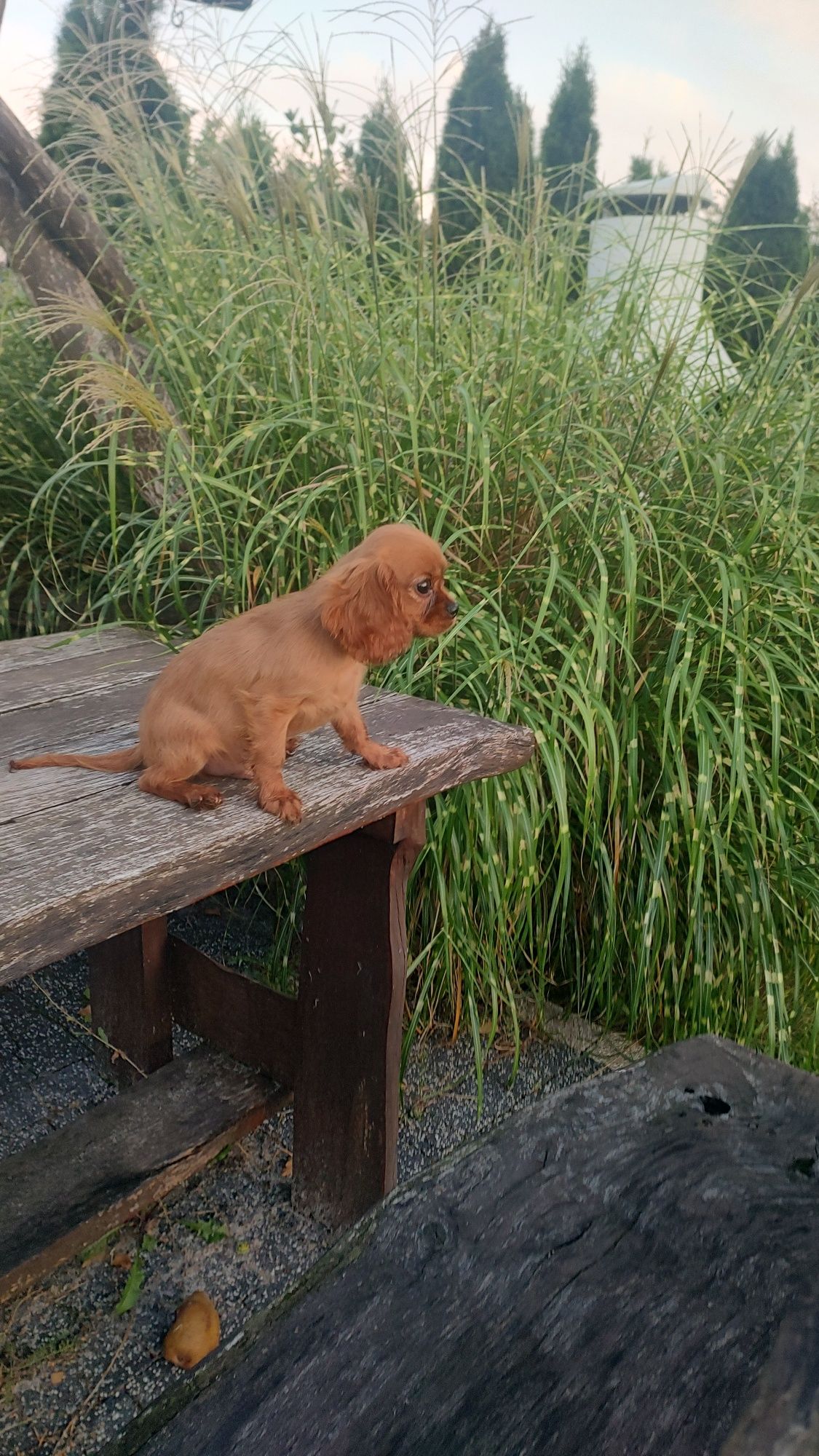 Cavalier King Charles Spaniel chłopak Ruby