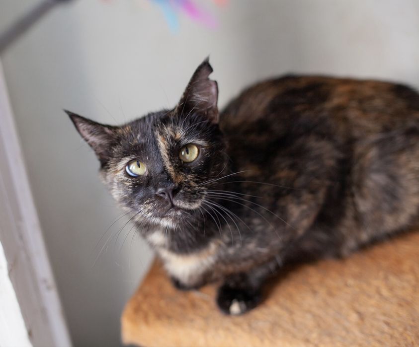 Увага Пропала киця