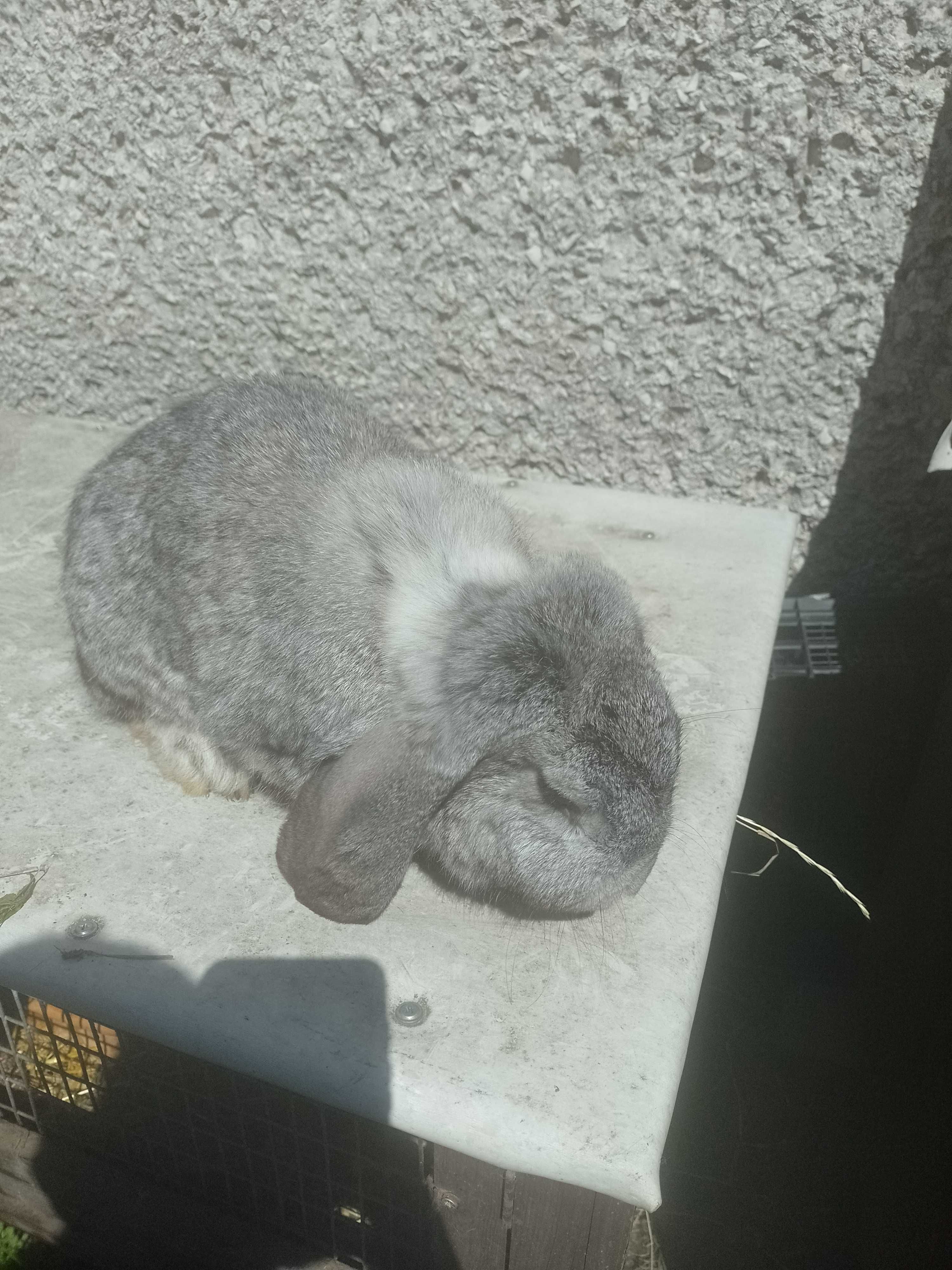 Baran francuski samica