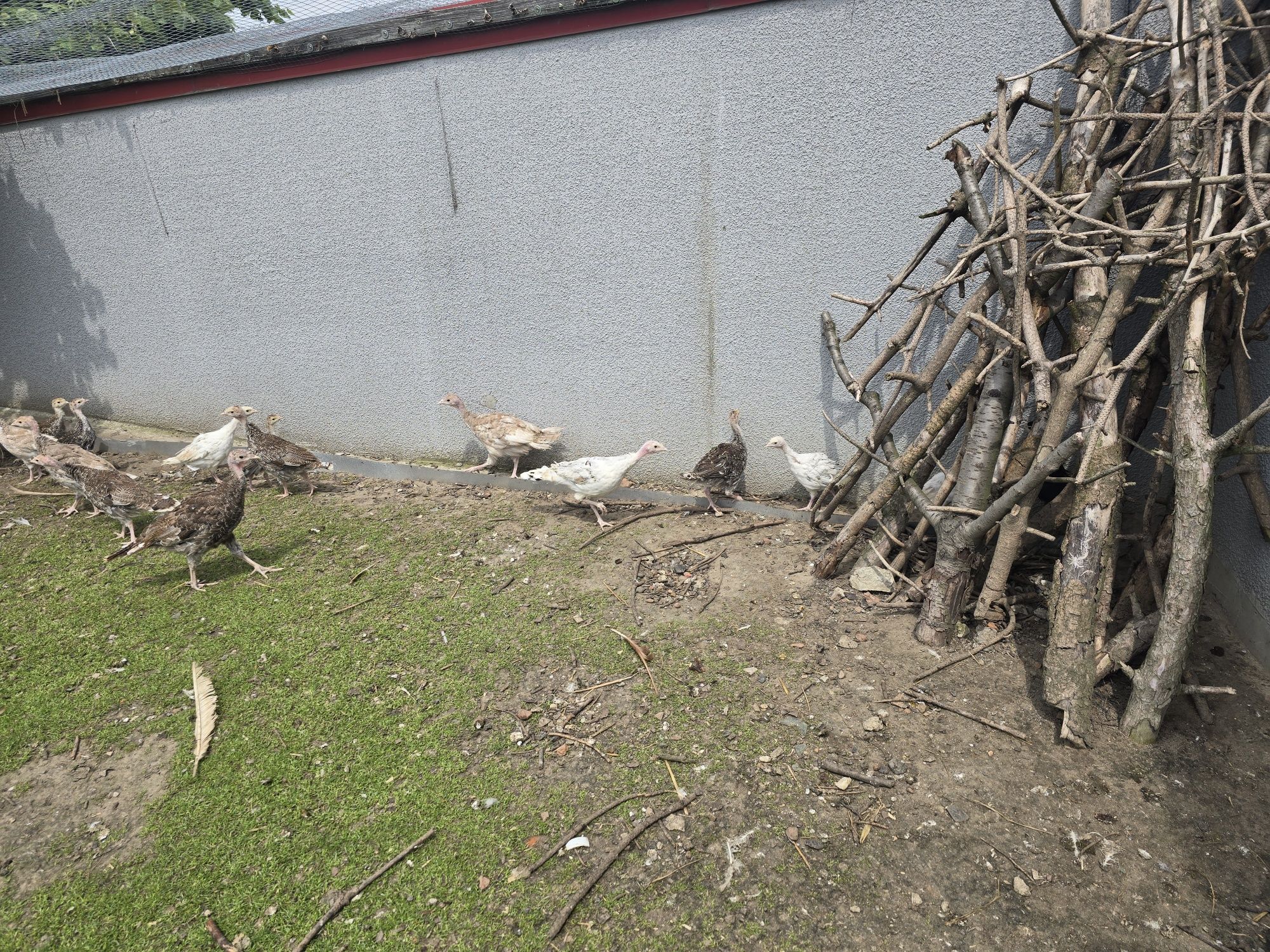 Indyki mlode na sprzedaz