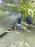 Guppys Endler Azul
