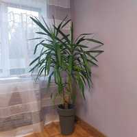 Вазон пальма юка кімнатна рослина 180см
