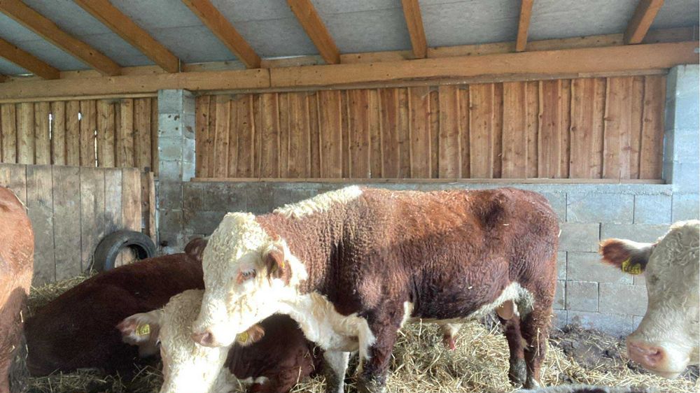 Sprzedam byczka hereford