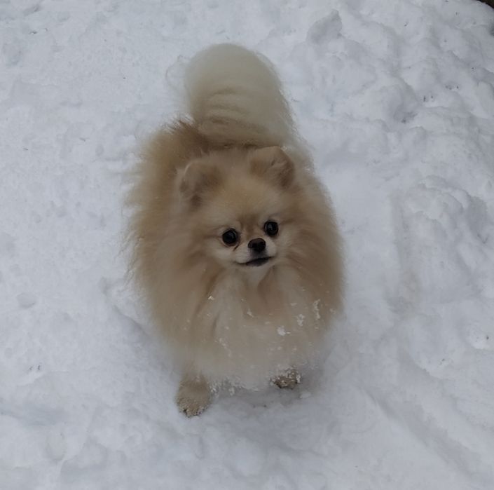 Dior Fashion запрошує на в'язку. Шпіц пом, КСУ, 21 см.