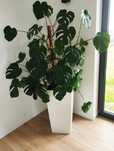 Monstera z donicą