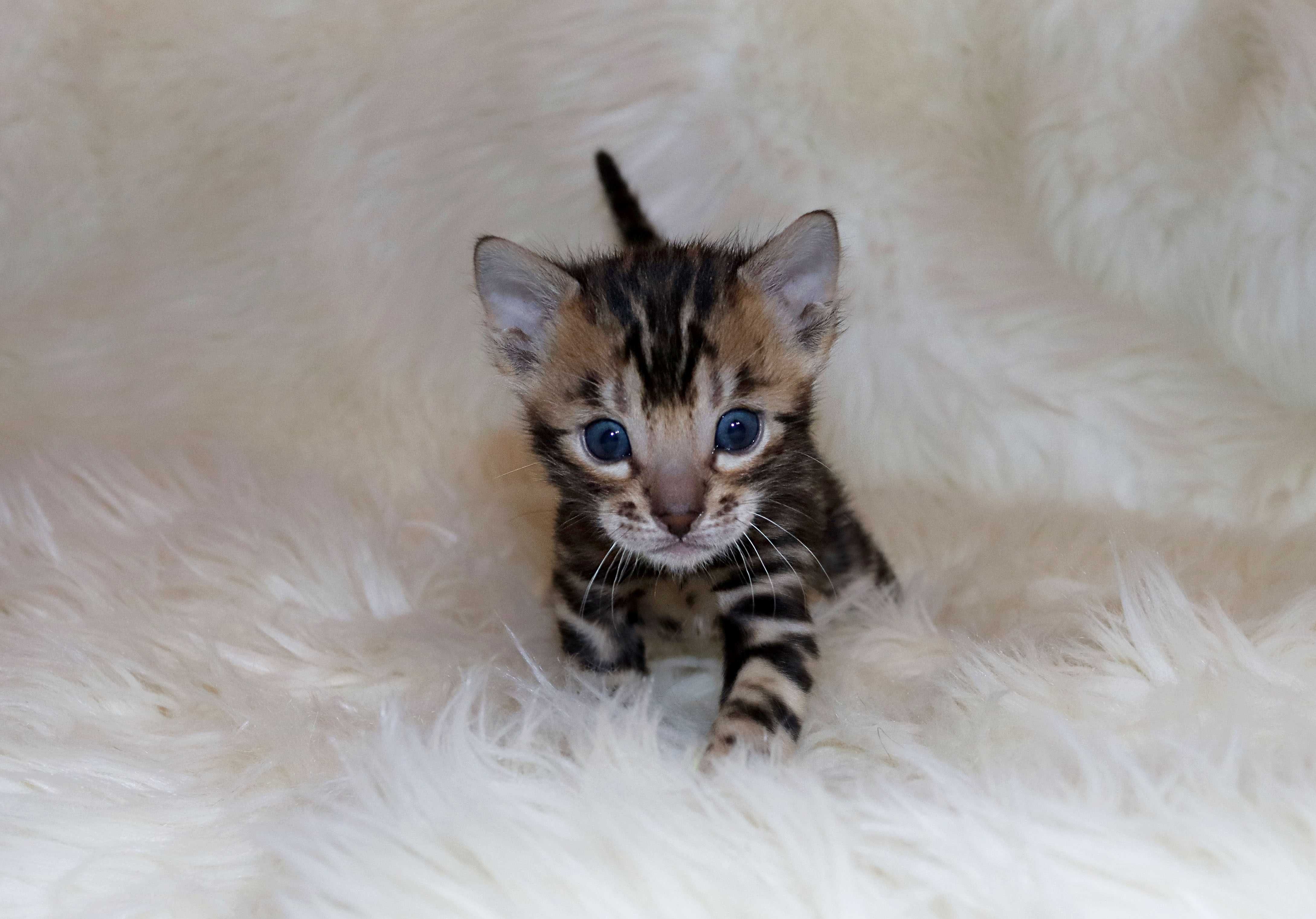 Bengalski chłopak