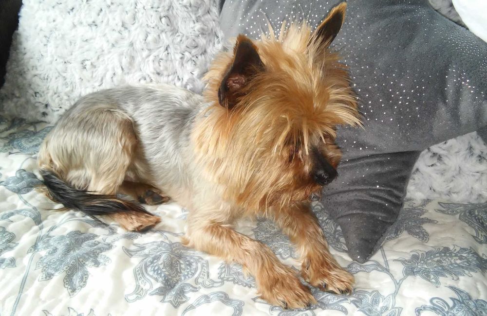 Śliczne mini cudo Yorkshire terrier piesek