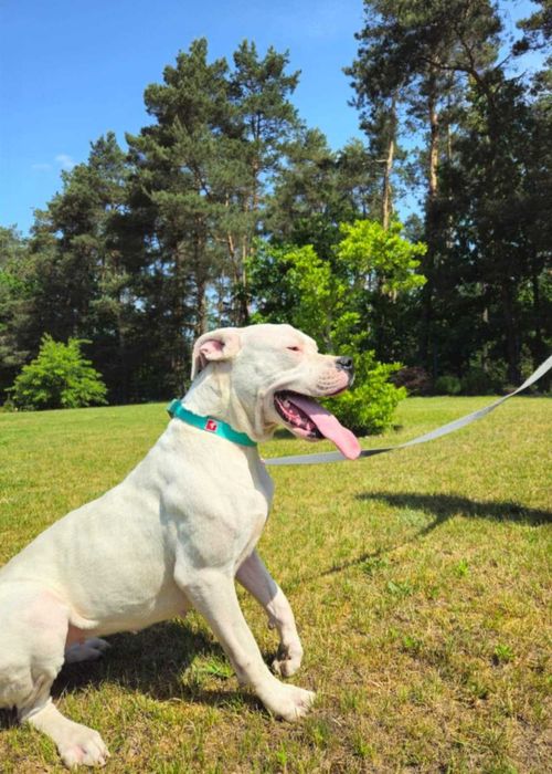 Dog argentyński oddam za darmo