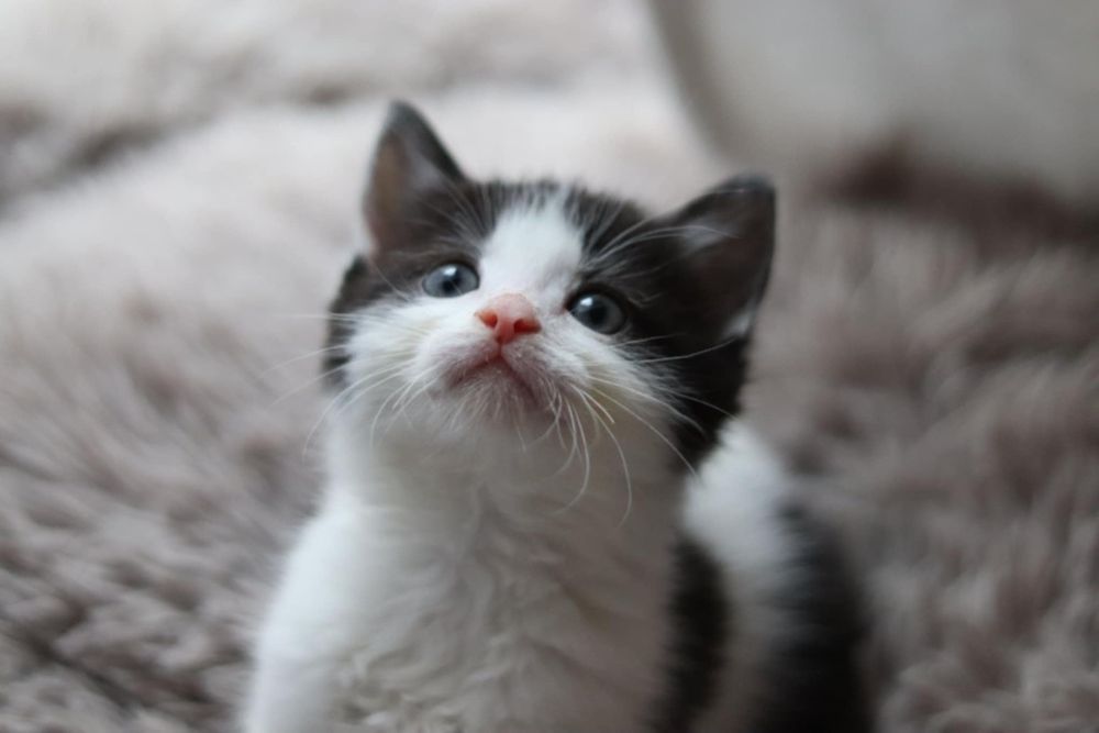 [Rezerwacja] Piorunek i Iskierka