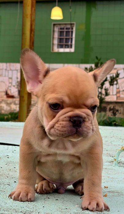 Bulldog francês Macho