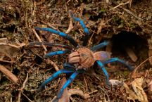 Birupes simoroxigorum