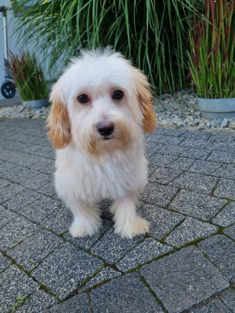 Maltańczyk pudel toy PIESEK MALTIPOO