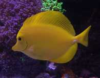 Zebrasoma Flavescense,  Żółtek, pokolec, Yellow Tang - L/XL