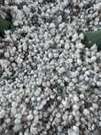 Granulowany styropian