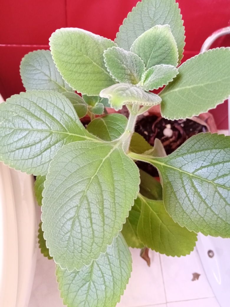 Planta natural Boldo, auxilia a digestão elimina gorduras