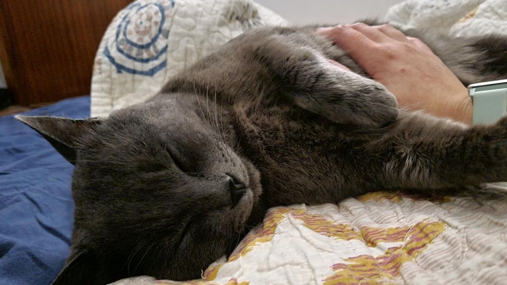 Rodolfo- gatinho cinza para adoção responsável