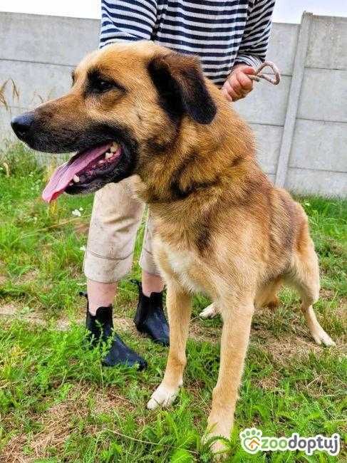 KUBUŚ - za stary, za brzydki żeby mieć prawdziwy dom? Adoptuj!