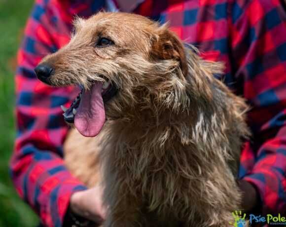 Miły, przyjacielski psiak TROLUŚ ogląda się za domkiem!