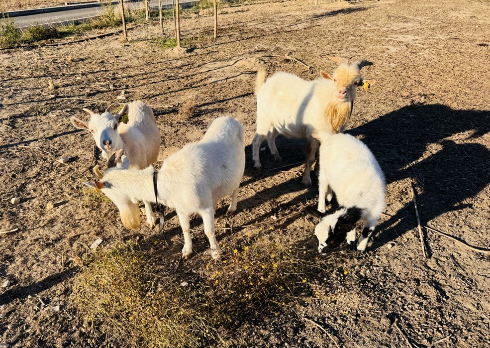 Vendo lote de 4 Cabras anãs