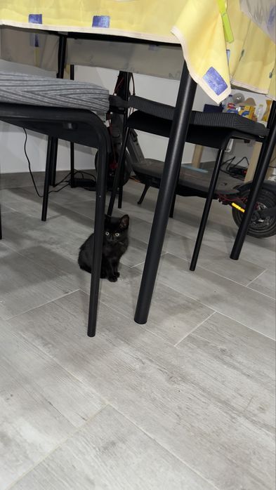 Gatinhos para adoção