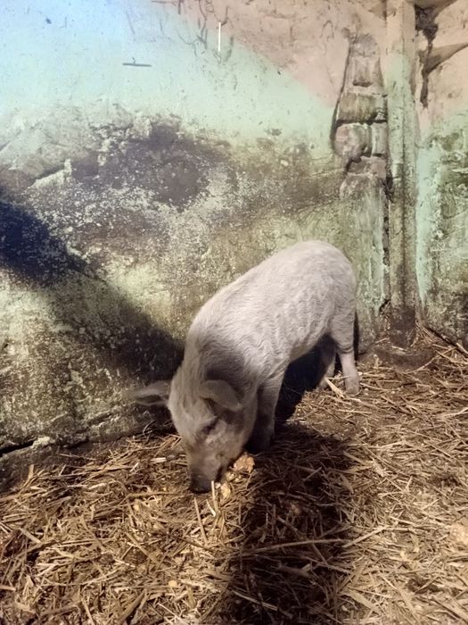 Поросята Угорська мангалиця