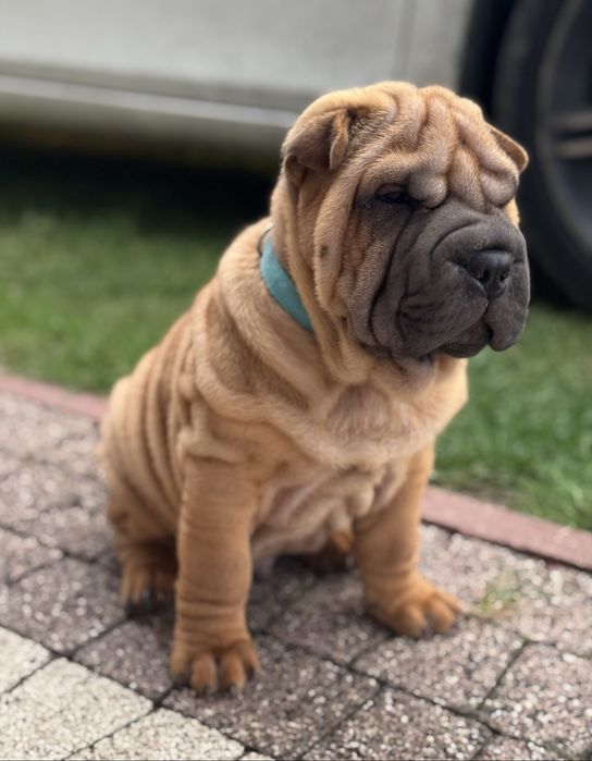 Szczeniak shar pei z rodowodem zkwp, domowa hodowla FCI