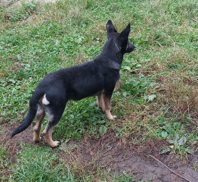 Німецька вівчарка