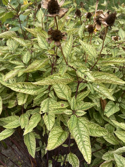 Вуличні і домашні рослинки, все по 50 гр.