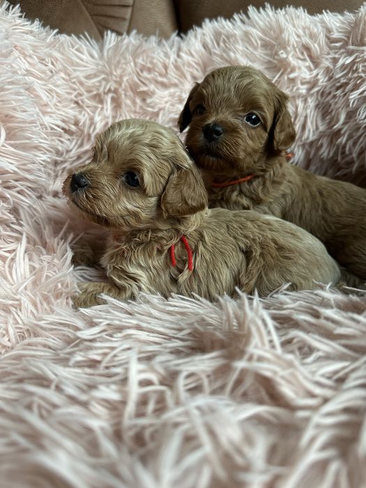 Міні дівчата мальтіпу.