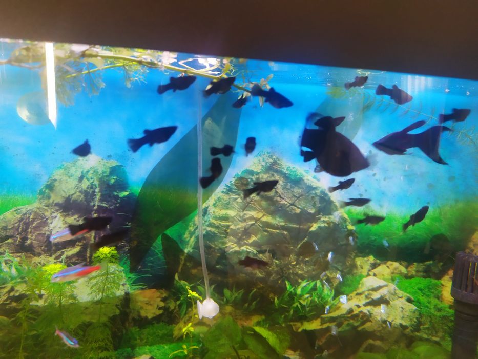 Peixes moly criação