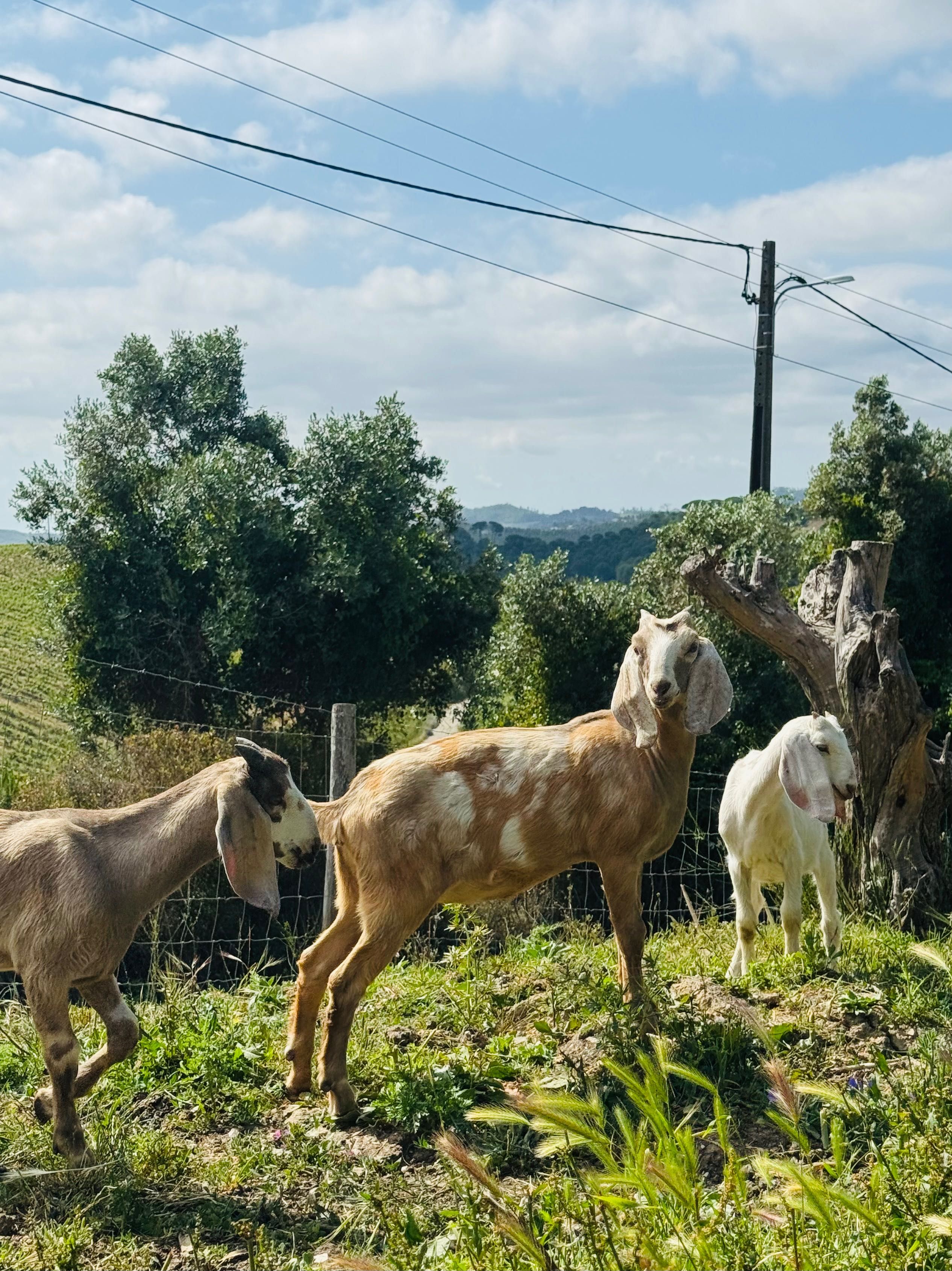 Cabritas Anglo Nubianos puros