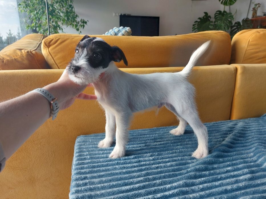 Szczeniak Parson Russell Terrier FCI Szczenię piesek