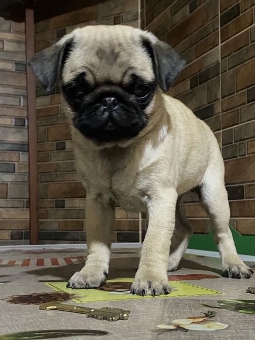 Дружелюбні малятка