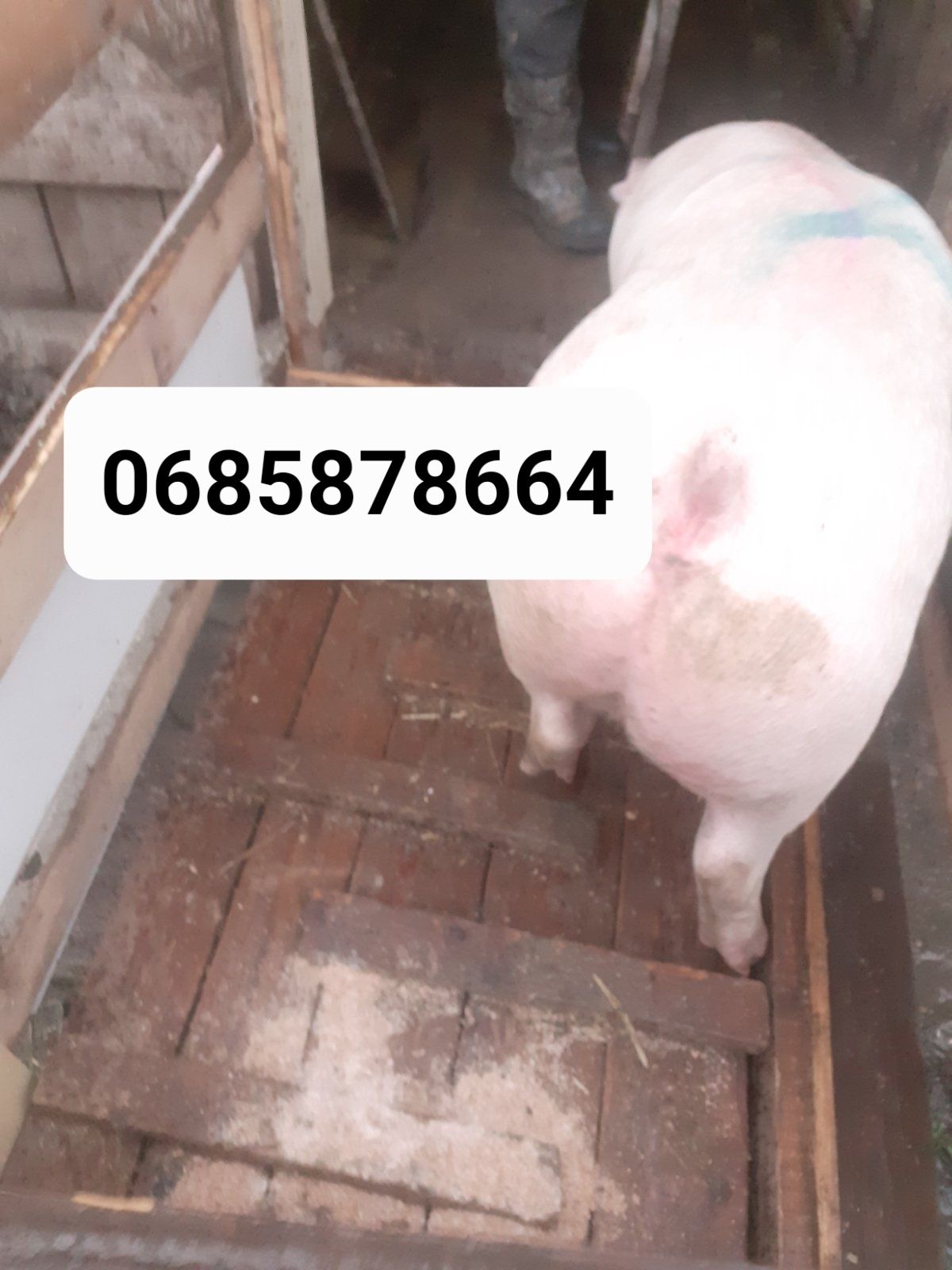 Продаю великі свині 120-150кг
