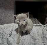 Gatinho Azul russo