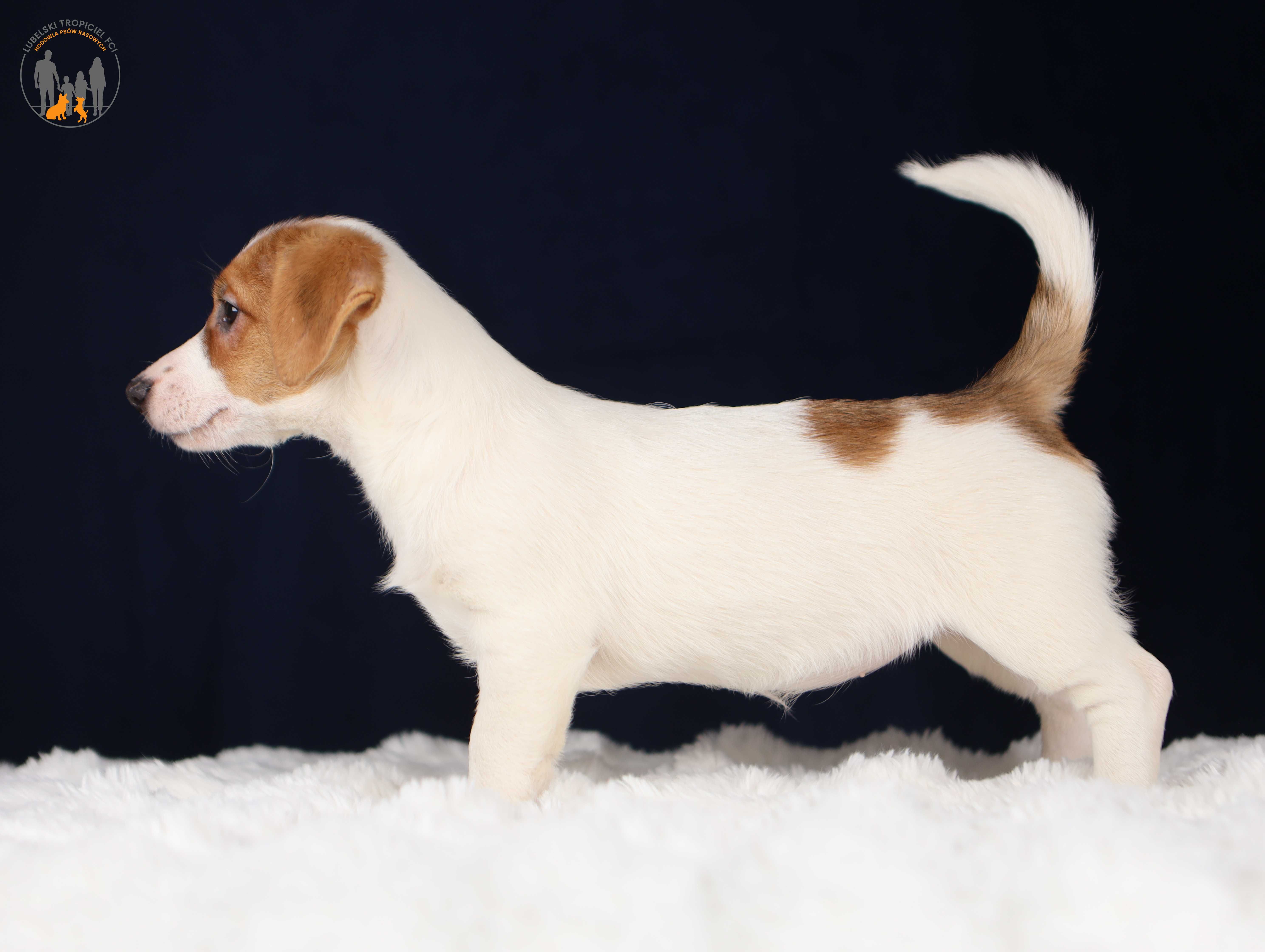 Jack Russell Terrier ZKwP FCI k.włos -rezerwacja