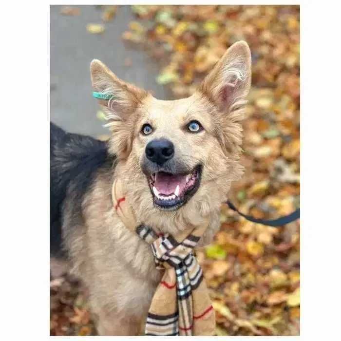 Красивая молодая собака Ириска