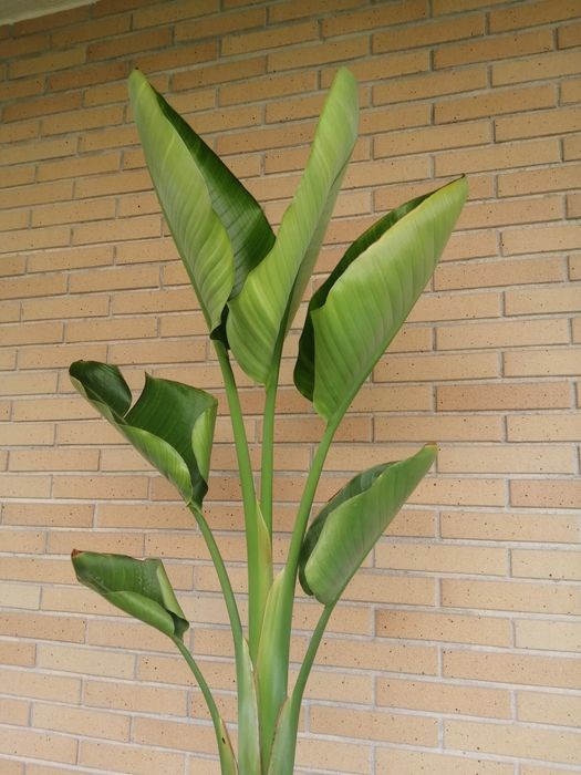 Estrelicia Nicolai (Augusta) em vaso.