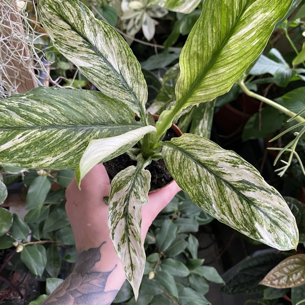 Спатіфіллум Spathiphyllum Sensation Variegata