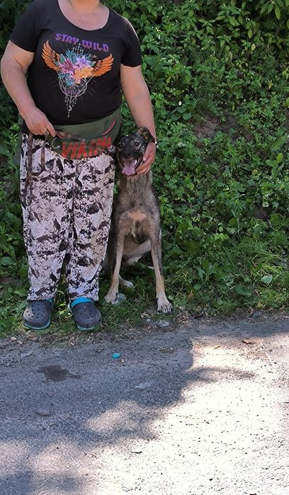 Подаруйте родину дівчинці собака пес дівчинка безкоштовно притулок дім