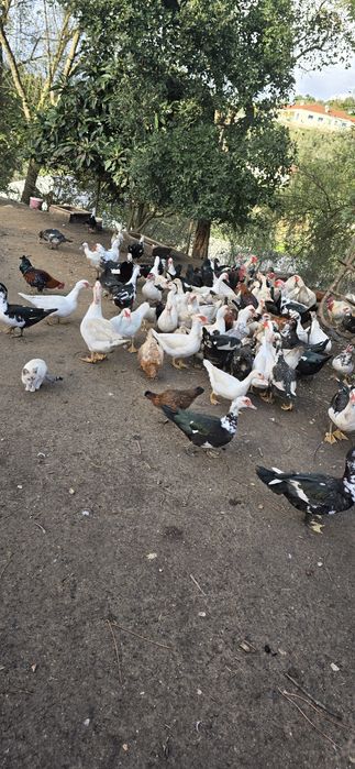 Patos adultos e jovens (vivo ou morto)