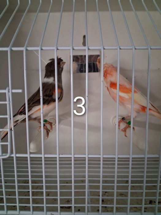 Canários Arlequim Português