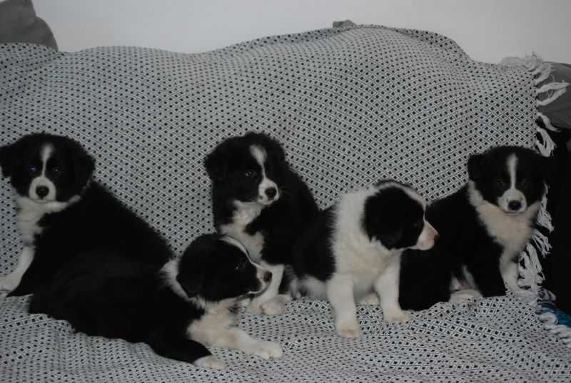 Piesek Border Collie gotowe do odbioru.