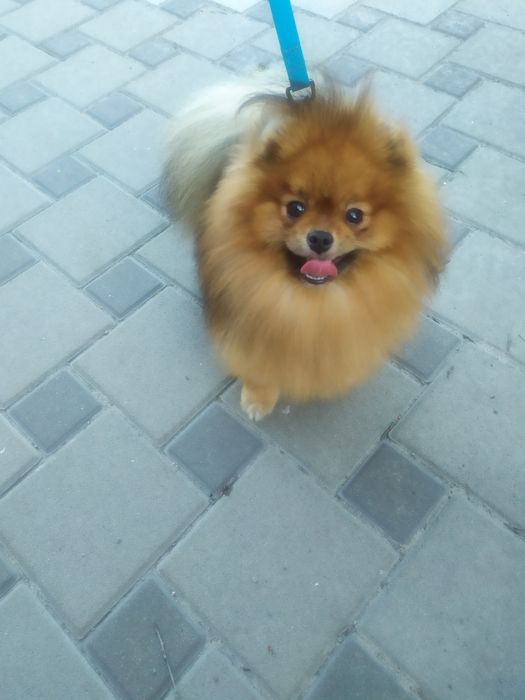 Шпиц померанский